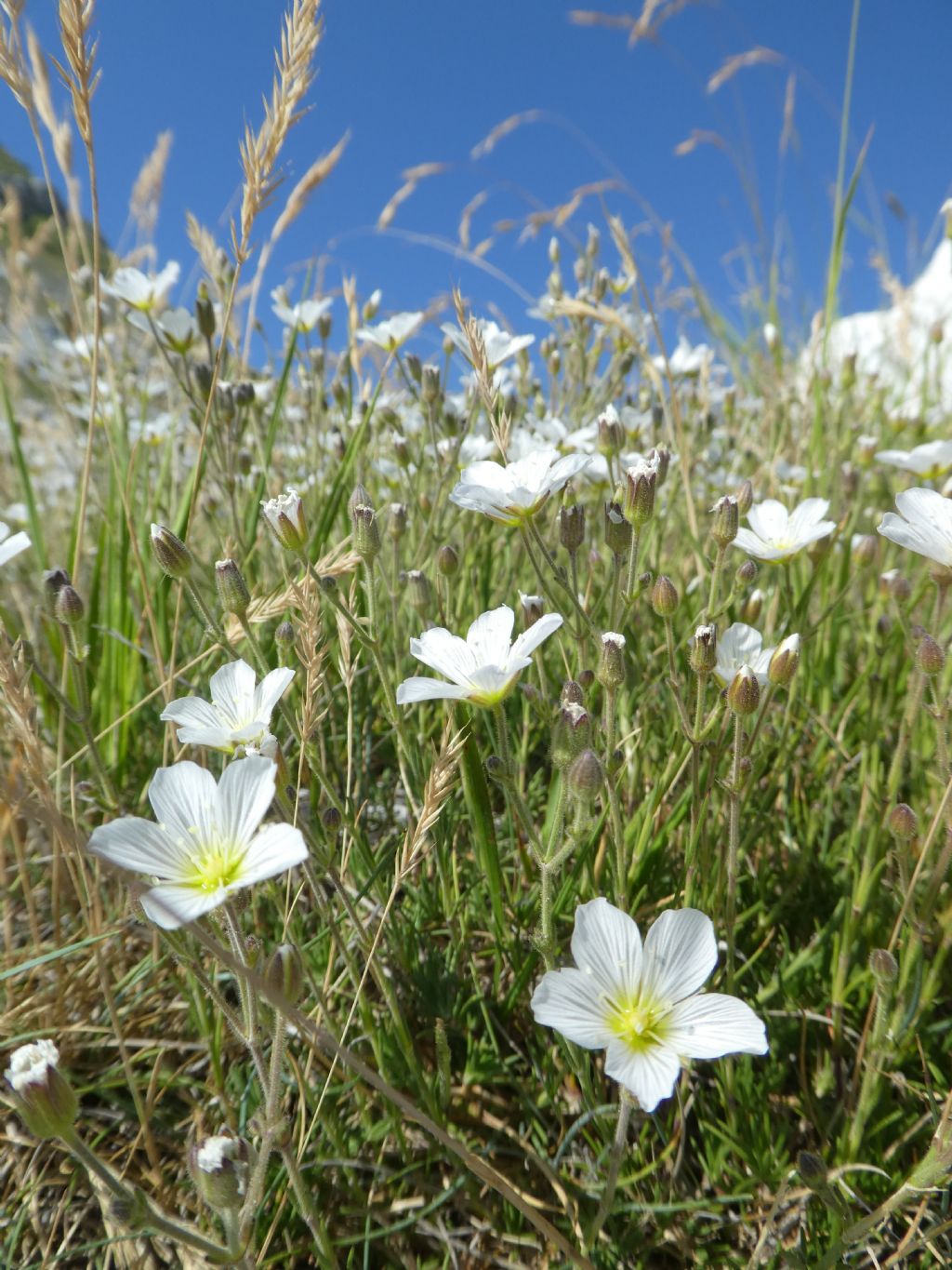 Cherleria capillacea / Minuartia capillare